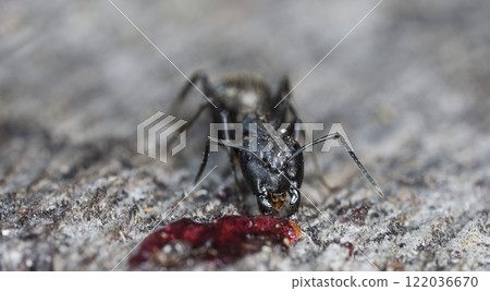 big forest ants in a native habitat big forest ants in a native habitat 122036670