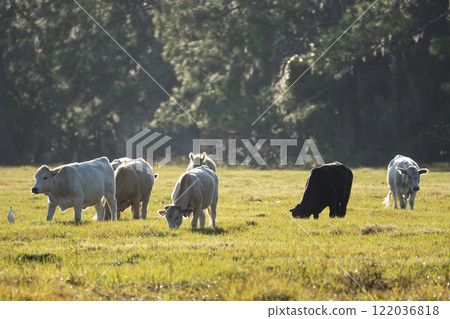 Milk cows grazing on green farm pasture on summer day. Feeding of cattle on farmland grassland Milk cows grazing on green farm pasture on summer day. Feeding of cattle on farmland grassland 122036818