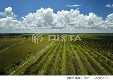 Orange grove in Florida rural farmlands with rows of citrus trees growing on a sunny day Orange grove in Florida rural farmlands with rows of citrus trees growing on a sunny day 122036839