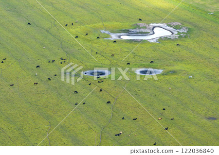 Organic milk and beef production. Free range cows grazing on green farm pasture. Feeding of cattle on farmland grassland 122036840
