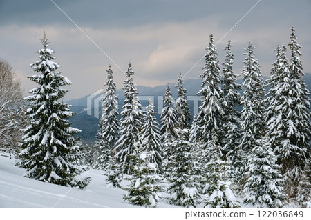 Pine trees covered with fresh fallen snow in winter mountain forest in cold gloomy evening. Pine trees covered with fresh fallen snow in winter mountain forest in cold gloomy evening. 122036849
