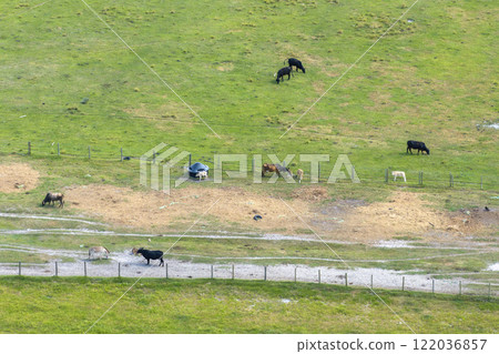 Production of organic dairy products. Milk cows grazing on green farm pasture. Feeding of cattle on farmland grassland 122036857