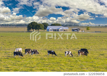 Production of organic dairy products. Milk cows grazing on green farm pasture. Feeding of cattle on farmland grassland 122036858