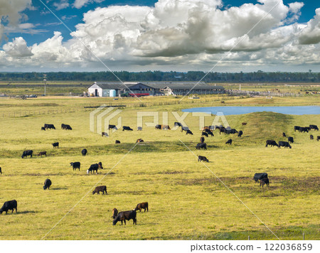 Production of organic dairy products. Milk cows grazing on industrial farm pasture. Feeding of cattle on farmland grassland 122036859
