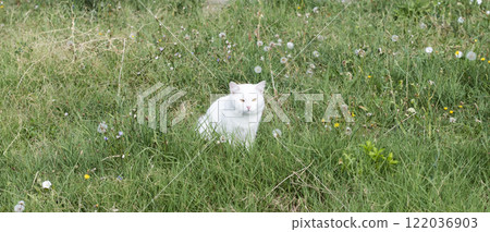 wild street cat, pets 122036903