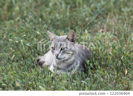 wild street cat, pets 122036904
