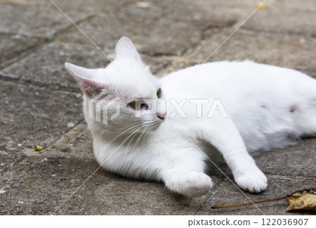wild street cat, pets 122036907