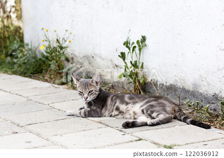 wild street cat, pets wild street cat, pets 122036912