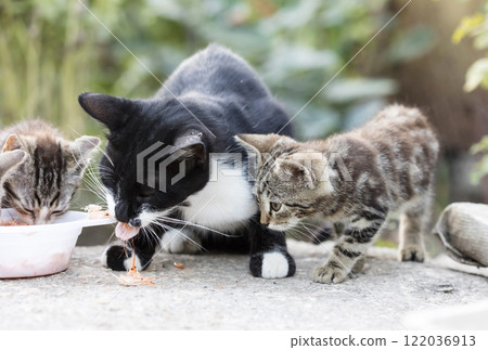 wild street cat, pets wild street cat, pets 122036913