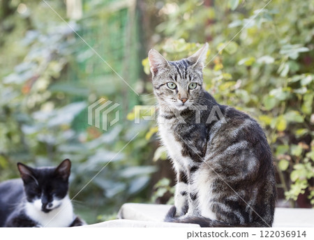 wild street cat, pets wild street cat, pets 122036914