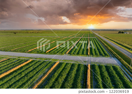 Farming and agriculture industry. Green agricultural field with growing crops in summer season 122036919