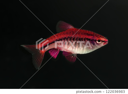 Aquarium fish neon, close-up 122036983