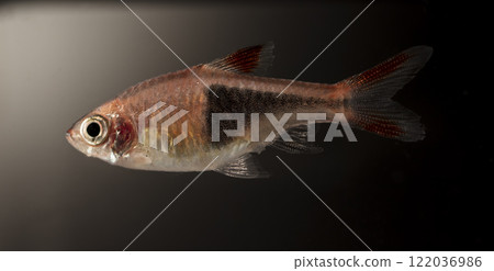 Aquarium fish neon, close-up Aquarium fish neon, close-up 122036986