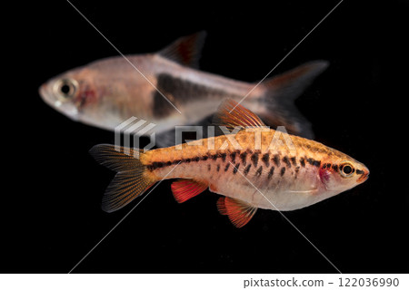 Aquarium fish neon, close-up 122036990