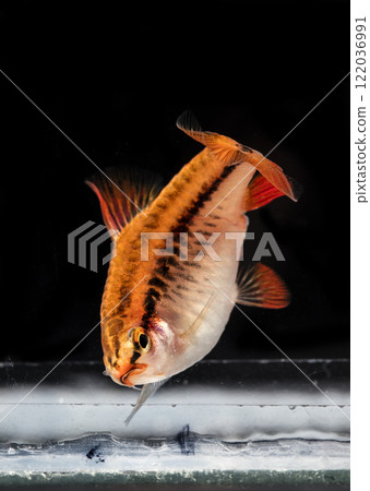 Aquarium fish neon, close-up 122036991