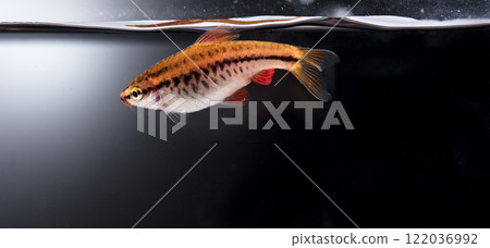 Aquarium fish neon, close-up Aquarium fish neon, close-up 122036992