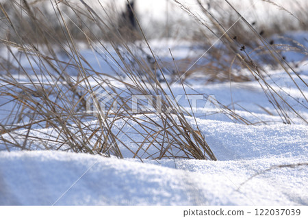 Closeup of snow covered dry grass in winter. Frozen dead wild plants Closeup of snow covered dry grass in winter. Frozen dead wild plants 122037039