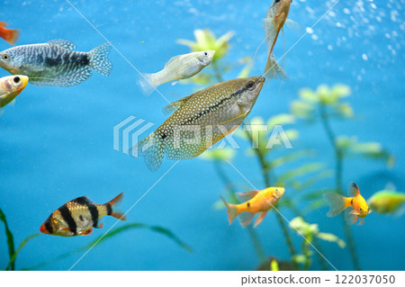 Colorful exotic fish swimming in deep blue water aquarium with green tropical plants Colorful exotic fish swimming in deep blue water aquarium with green tropical plants 122037050