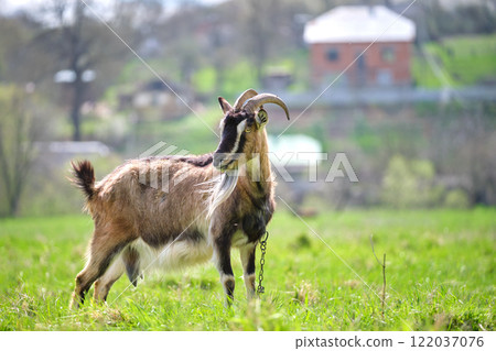 Domestic milk goat with long beard and horns grazing on green farm pasture on summer day. Feeding of cattle on farmland grassland Domestic milk goat with long beard and horns grazing on green farm pasture on summer day. Feeding of cattle on farmland grassland 122037076