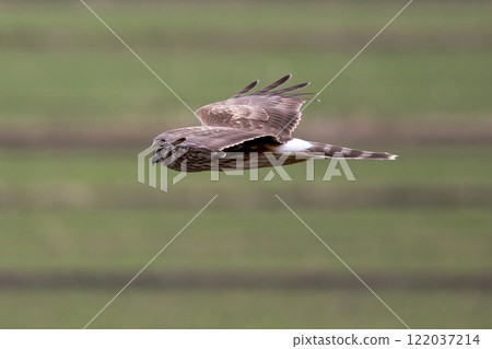 A female northern harrier soaring over a rice field in winter 122037214