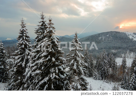 Aerial winter landscape with spruse trees of snow covered forest in cold mountains in the evening. 122037278