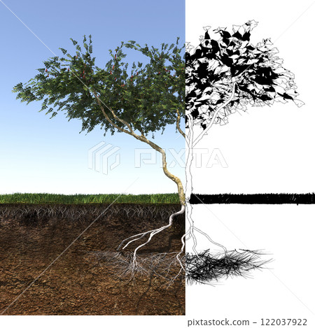 tree root system, 3d render 122037922