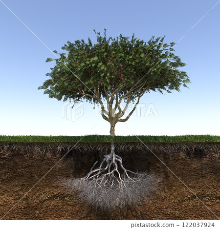tree root system, 3d render 122037924