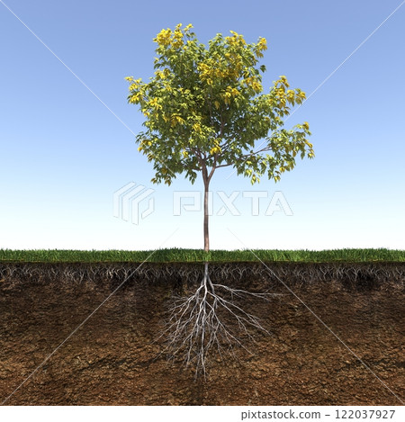 tree root system, 3d render 122037927