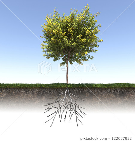 tree root system, 3d render 122037932
