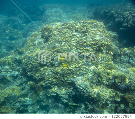 sea fish, coral reef, underwater sea fish, coral reef, underwater 122037994