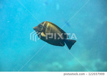 sea fish, coral reef, underwater 122037999