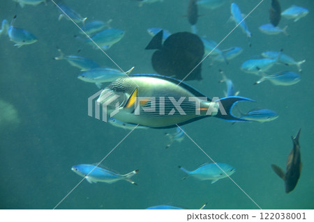 sea fish, coral reef, underwater sea fish, coral reef, underwater 122038001