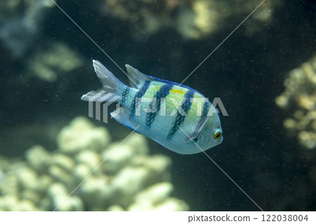 sea fish, coral reef, underwater 122038004