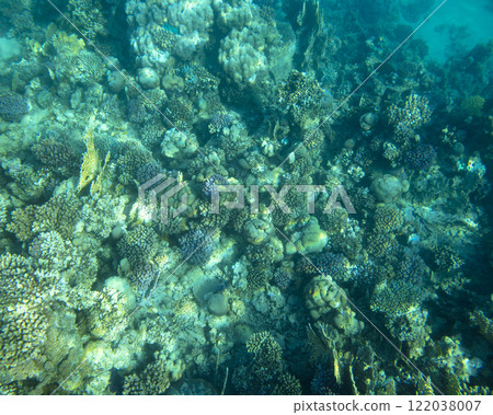 sea fish, coral reef, underwater sea fish, coral reef, underwater 122038007