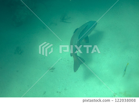 sea fish, coral reef, underwater sea fish, coral reef, underwater 122038008
