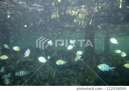 sea fish, coral reef, underwater sea fish, coral reef, underwater 122038009