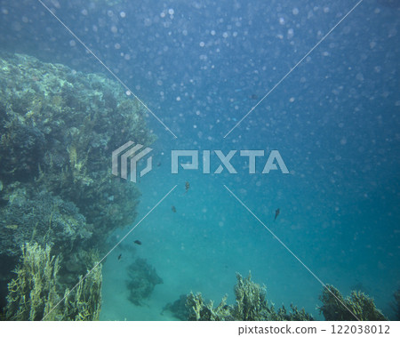sea fish, coral reef, underwater 122038012