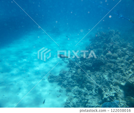 sea fish, coral reef, underwater 122038016