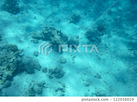 sea fish, coral reef, underwater sea fish, coral reef, underwater 122038019