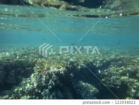 sea fish, coral reef, underwater 122038022