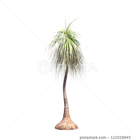palm tree, isolate on a transparent background, 3D illustration palm tree, isolate on a transparent background, 3D illustration 122038045