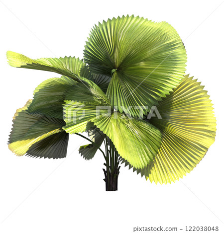 palm tree, isolate on a transparent background, 3D illustration 122038048