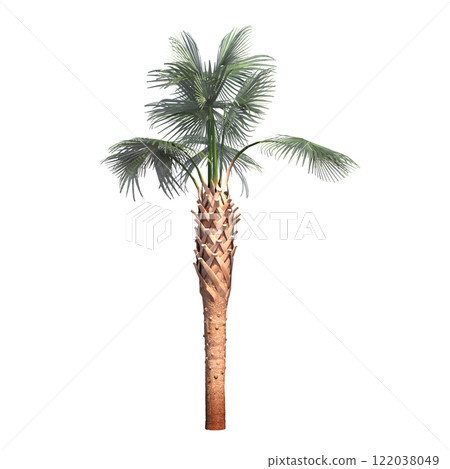 palm tree, isolate on a transparent background, 3D illustration palm tree, isolate on a transparent background, 3D illustration 122038049