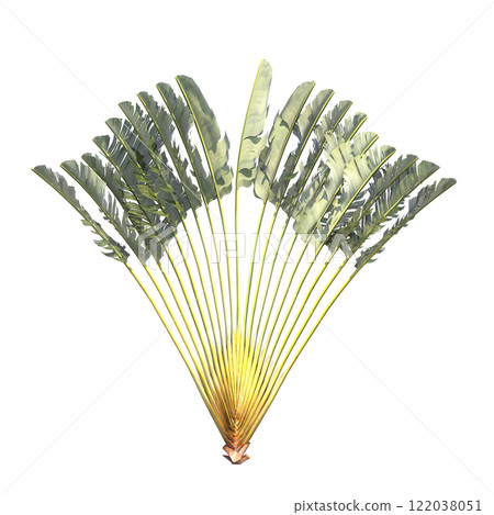 palm tree, isolate on a transparent background, 3D illustration palm tree, isolate on a transparent background, 3D illustration 122038051