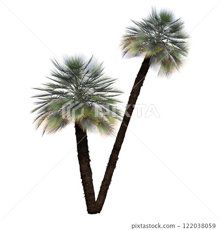 palm tree, isolate on a transparent background, 3D illustration 122038059