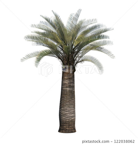 palm tree, isolate on a transparent background, 3D illustration 122038062