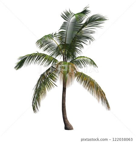 palm tree, isolate on a transparent background, 3D illustration 122038063