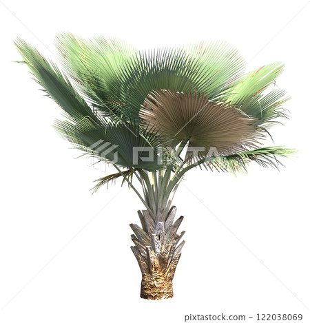 palm tree, isolate on a transparent background, 3D illustration palm tree, isolate on a transparent background, 3D illustration 122038069