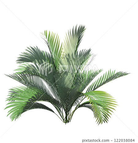 palm tree, isolate on a transparent background, 3D illustration palm tree, isolate on a transparent background, 3D illustration 122038084