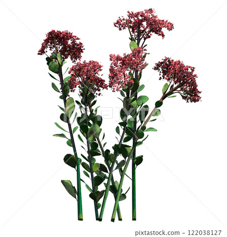 wild field grass, isolated on a transparent background, 3D illustration, cg render wild field grass, isolated on a transparent background, 3D illustration, cg render 122038127
